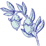 dessin de plante de jojoba utilisée pour le savon exfoliant bio